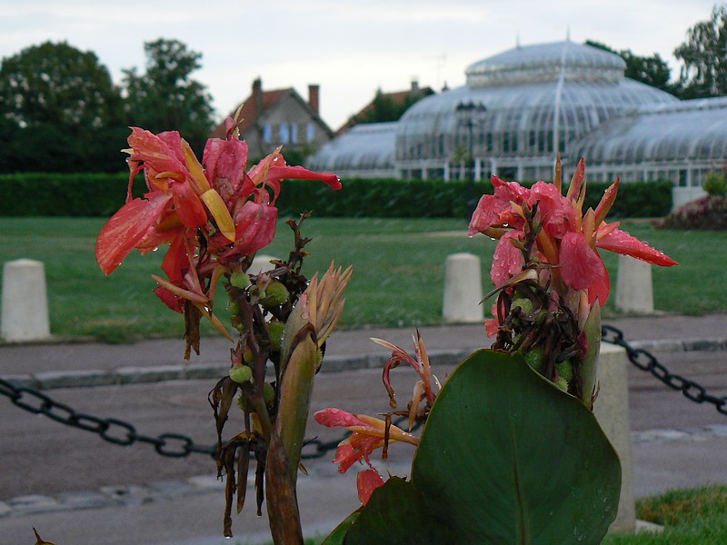 fleurs du donjon: fleur du donjon 038